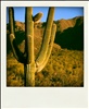 saguaro 2